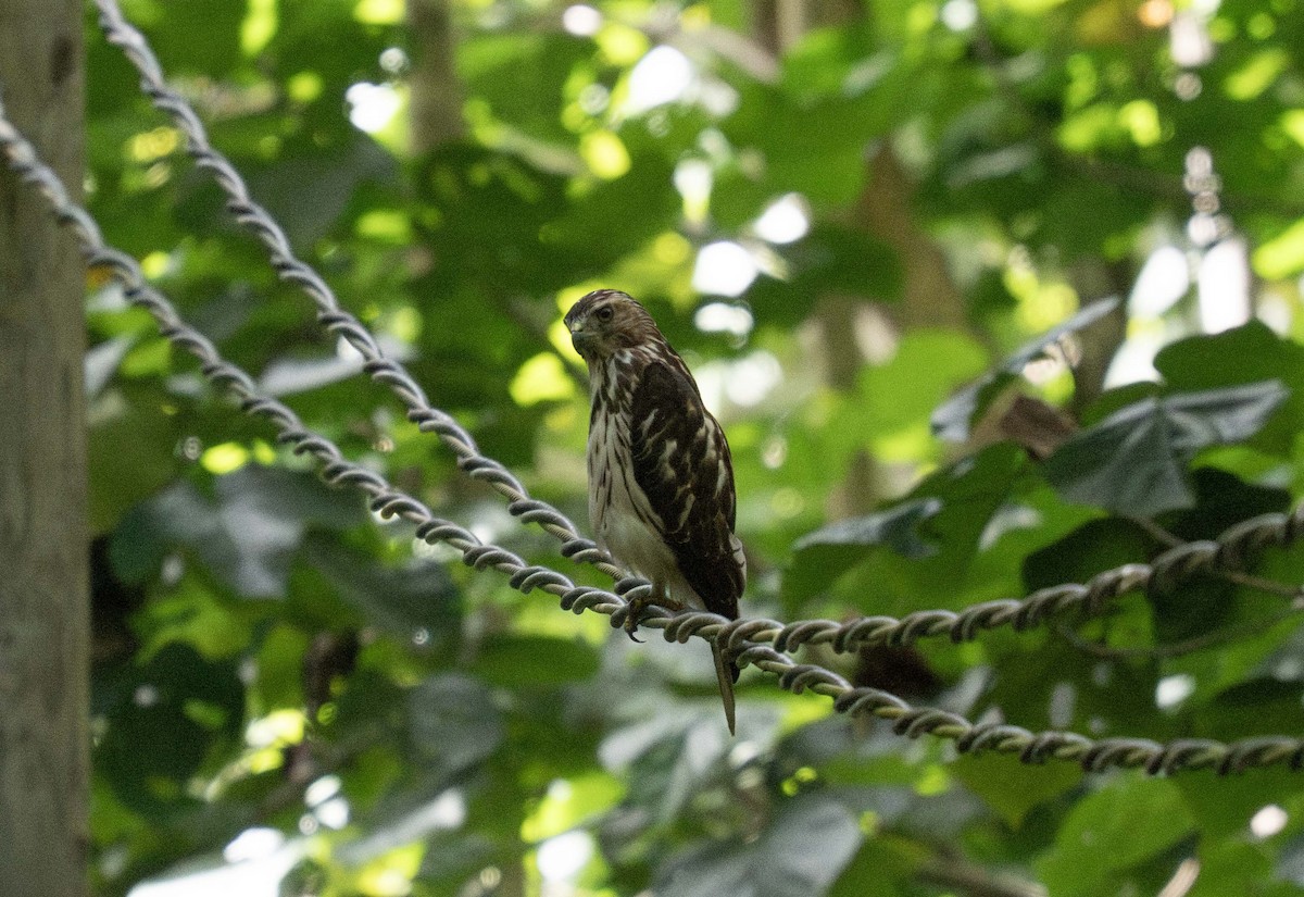 Broad-winged Hawk (Caribbean) - ML647535975