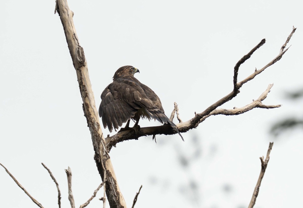 Broad-winged Hawk (Caribbean) - ML647535976