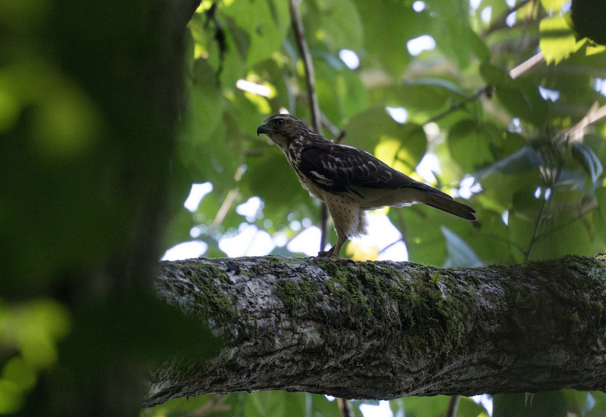 Broad-winged Hawk (Caribbean) - ML647535977