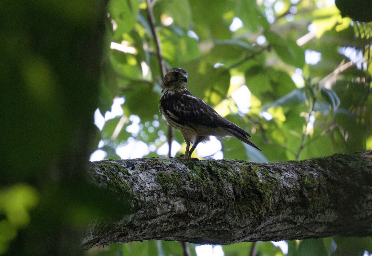 Broad-winged Hawk (Caribbean) - ML647535978
