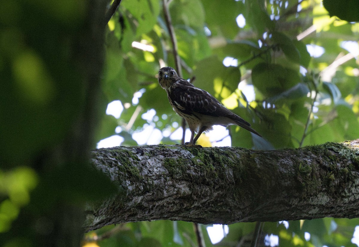 Broad-winged Hawk (Caribbean) - ML647535979