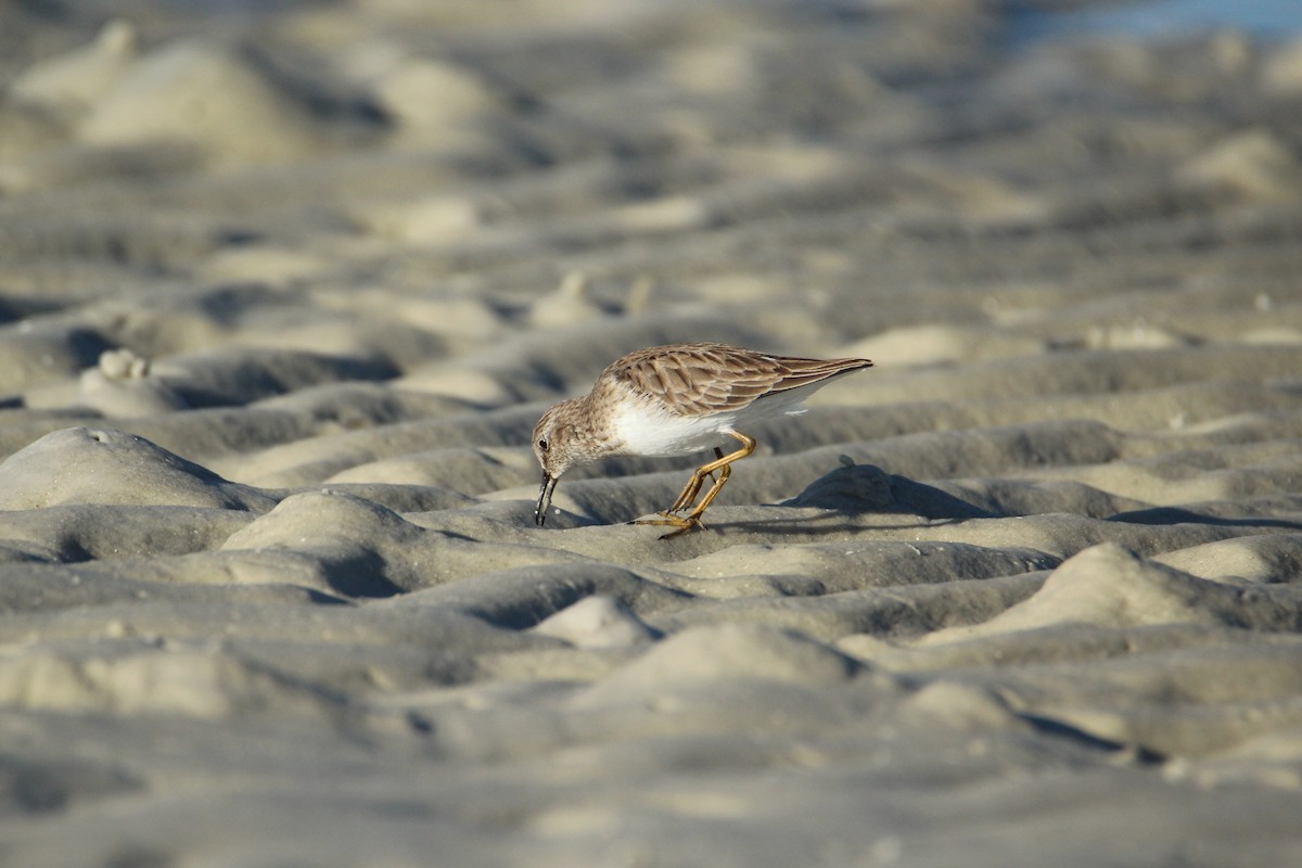 Least Sandpiper - ML647536003