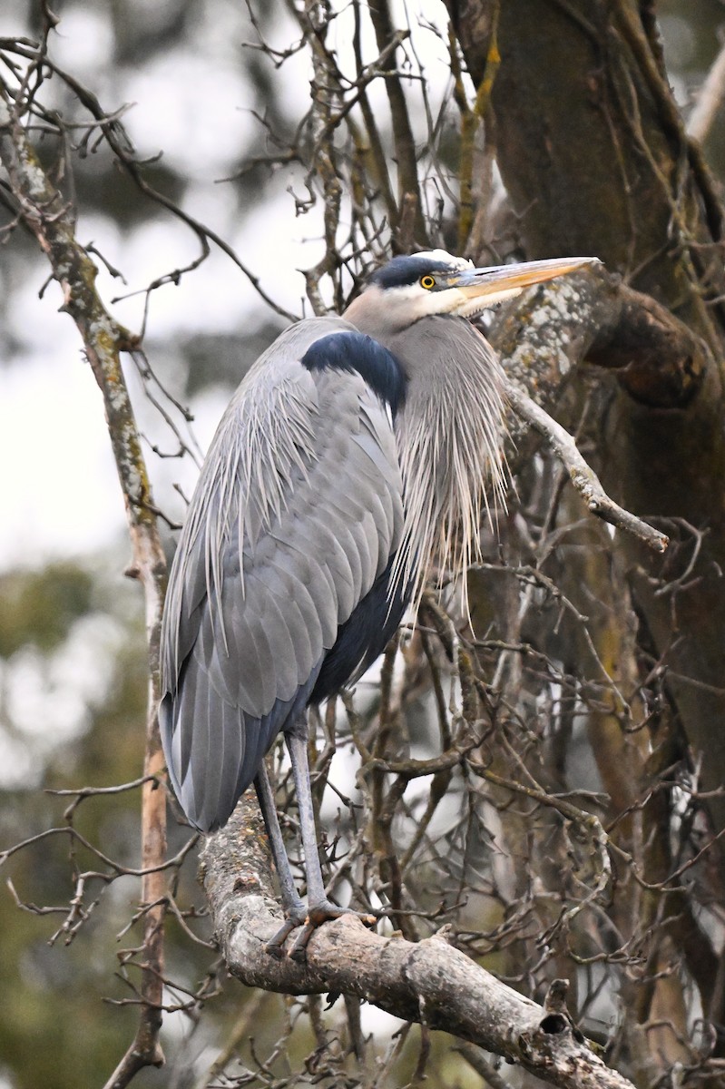 Great Blue Heron - ML647536005