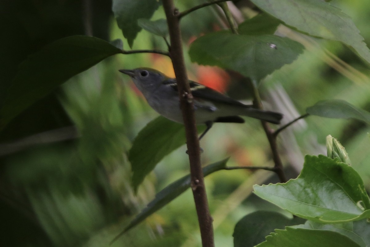 lesňáček rezavoboký - ML647536010