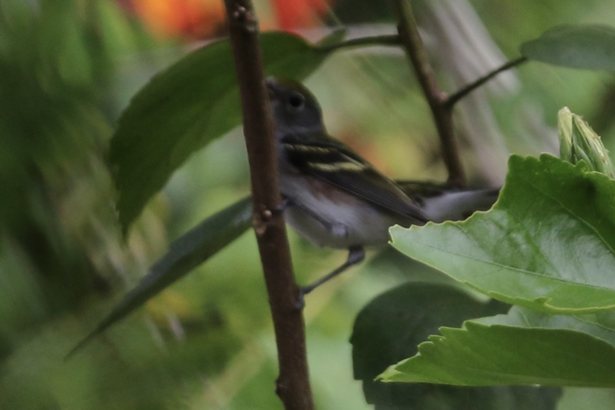 lesňáček rezavoboký - ML647536011