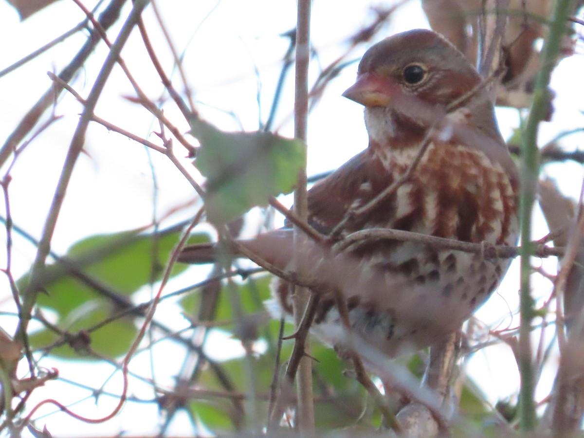 strnadec kaštanový (ssp. iliaca/zaboria) - ML647536016