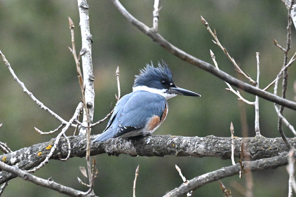 Belted Kingfisher - ML647536025