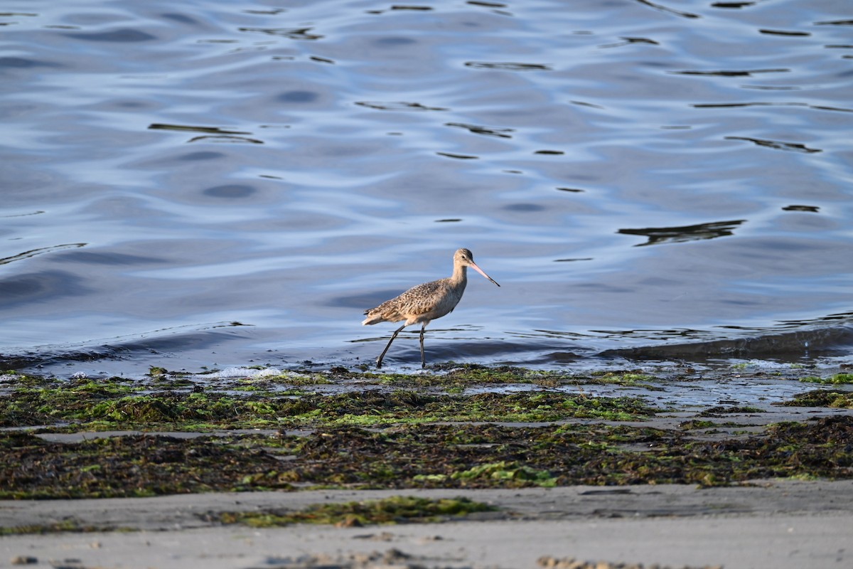 Marbled Godwit - ML647536027