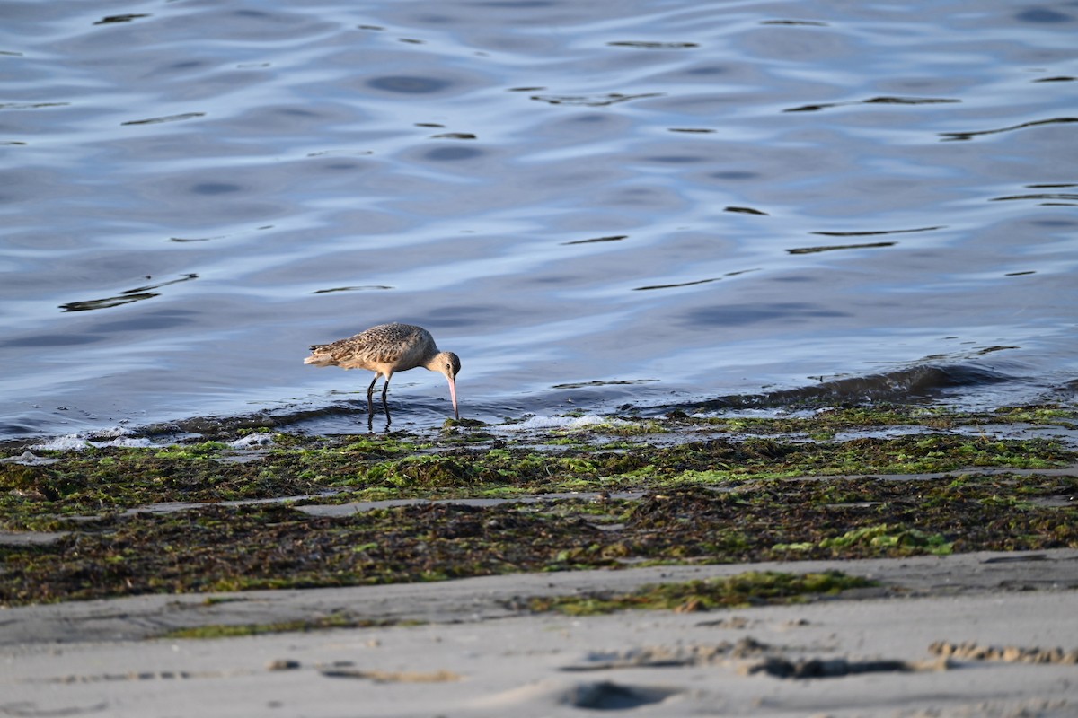 Marbled Godwit - ML647536037