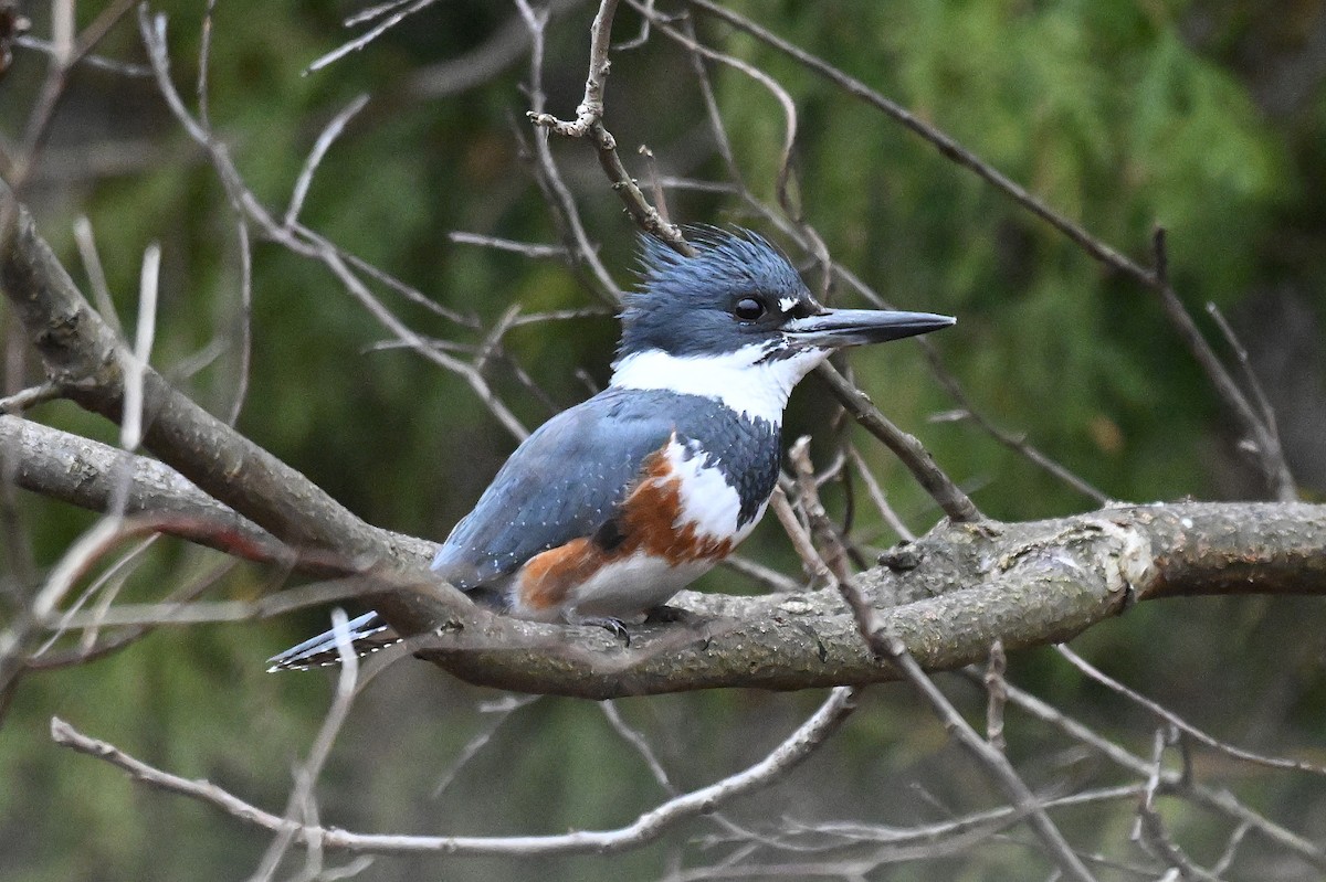 Belted Kingfisher - ML647536047
