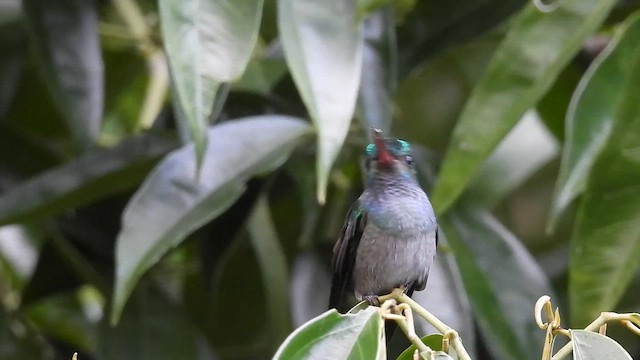 Charming Hummingbird - ML647536053