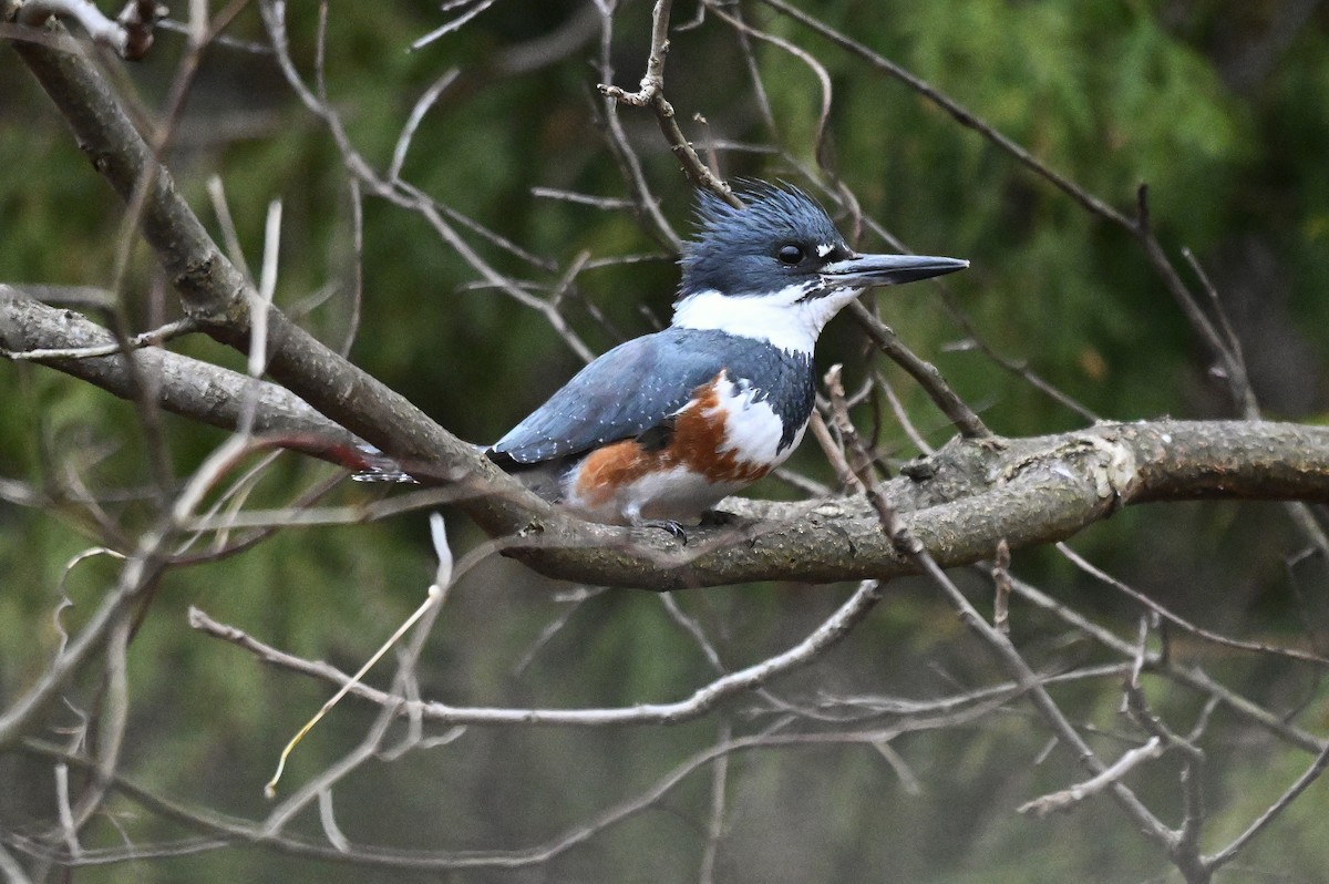 Belted Kingfisher - ML647536054