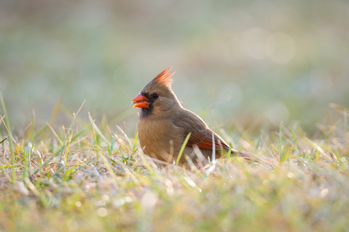 Cardinal rouge - ML647536065