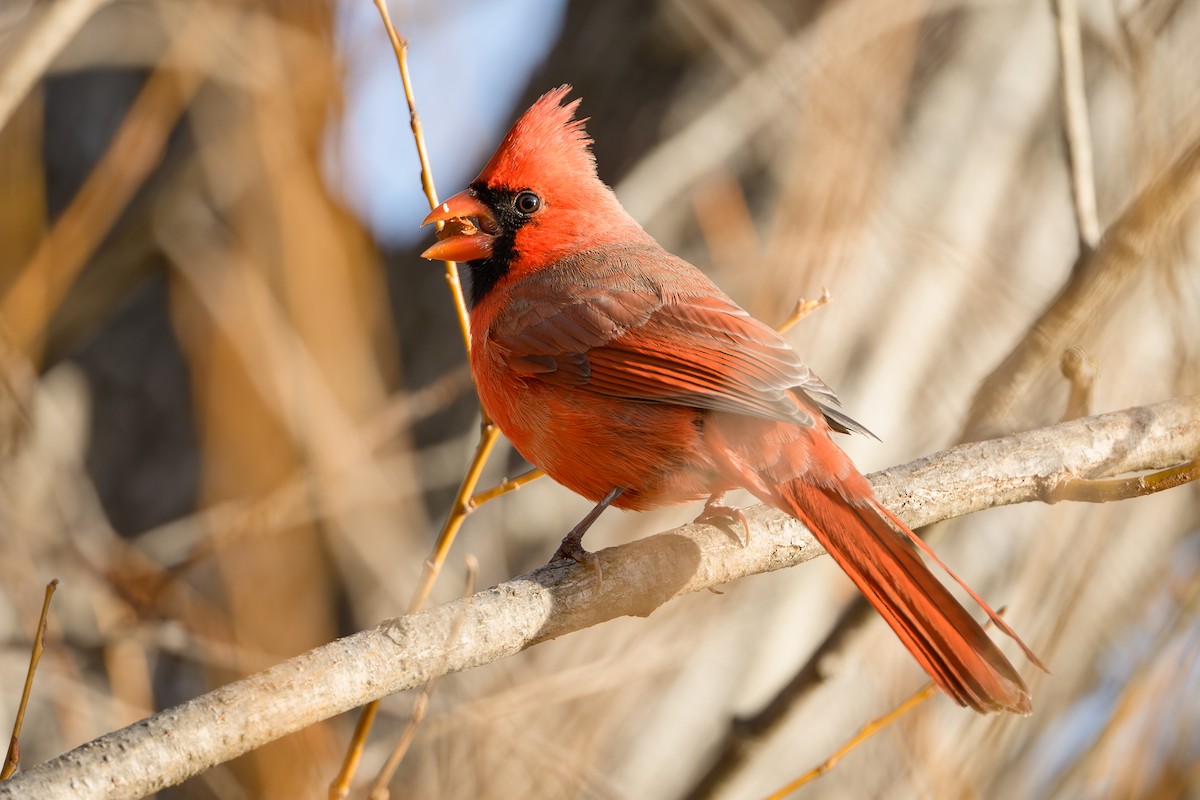 Cardinal rouge - ML647536066