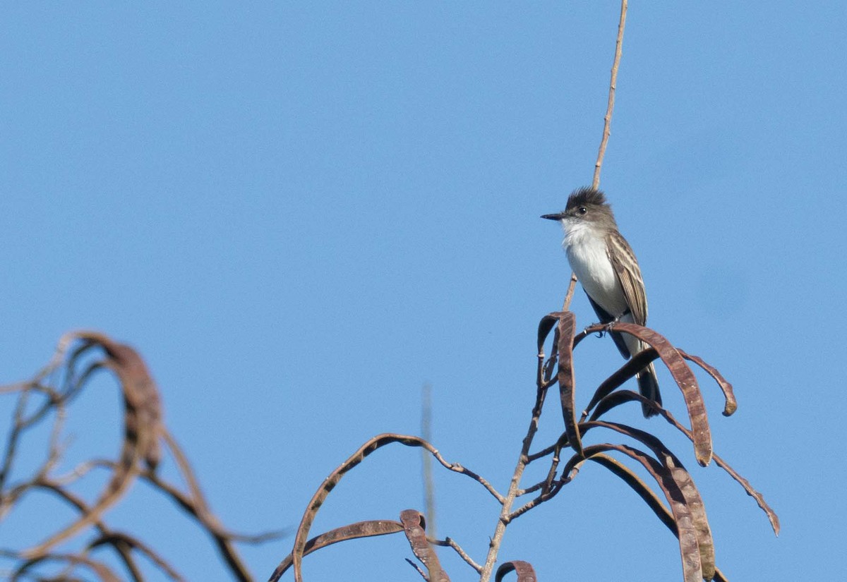 Puerto Rican Flycatcher - ML647536067