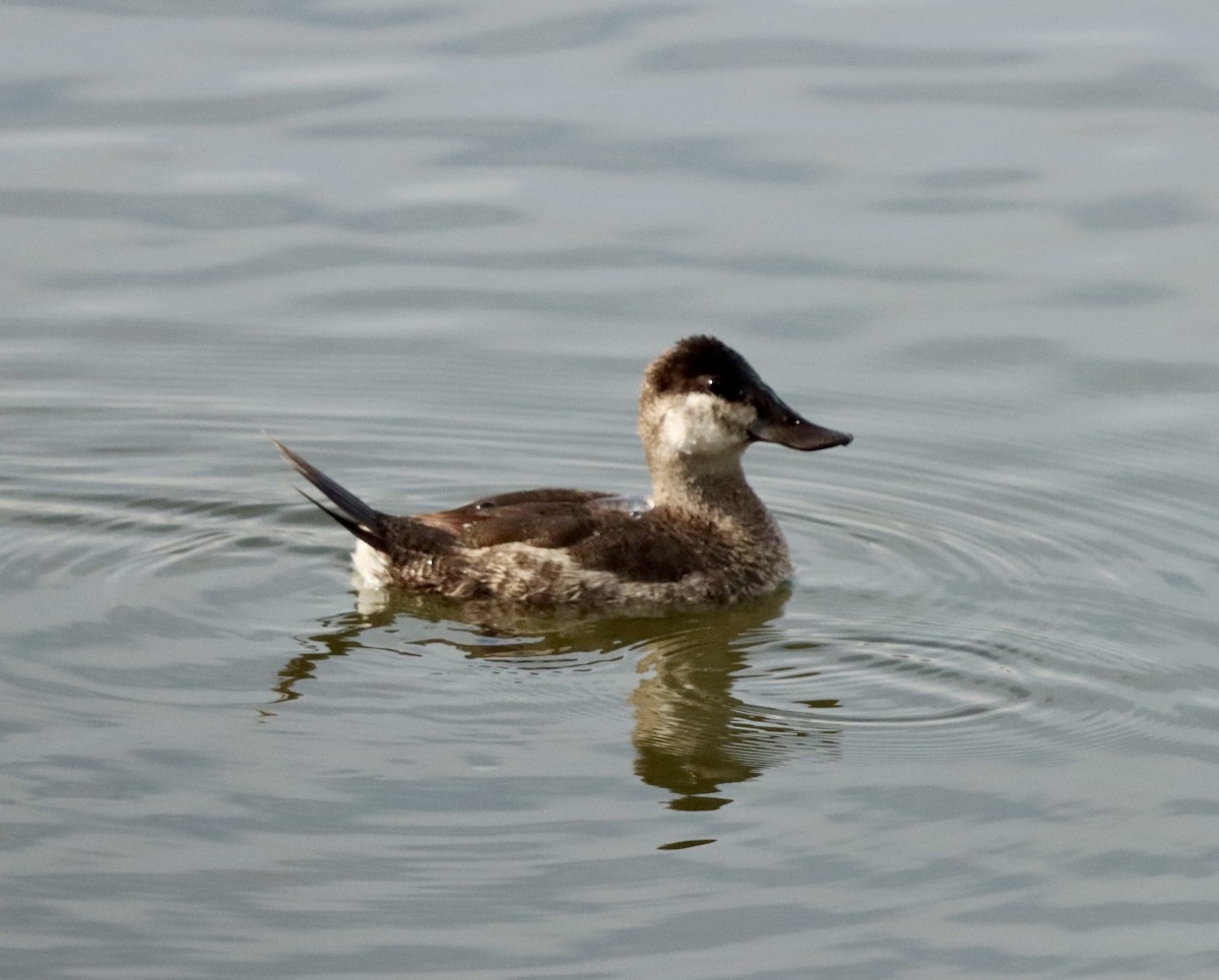 Amerika Dikkuyruğu - ML647536071