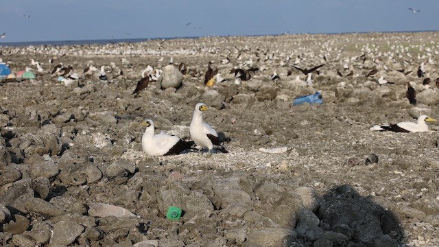 Masked Booby - ML647536073