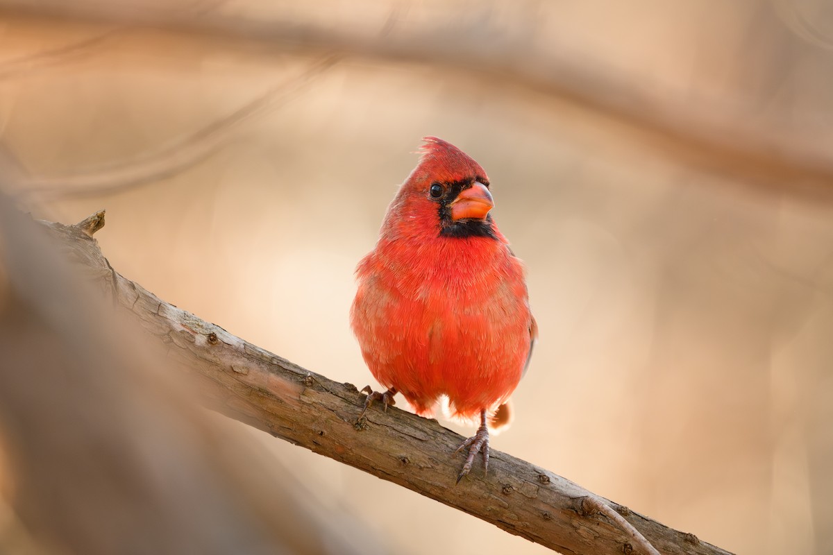 Cardinal rouge - ML647536076