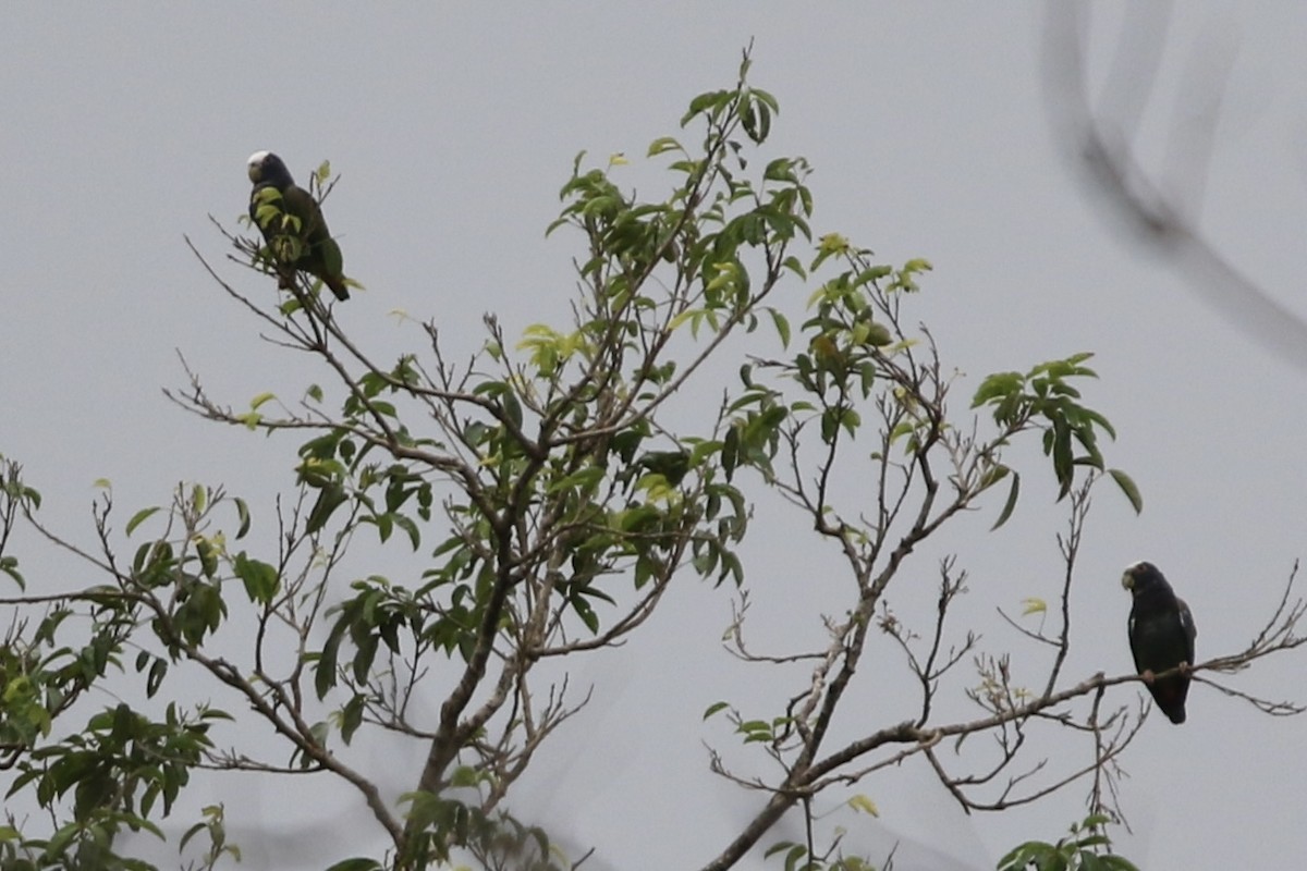 Loro Senil - ML647536078