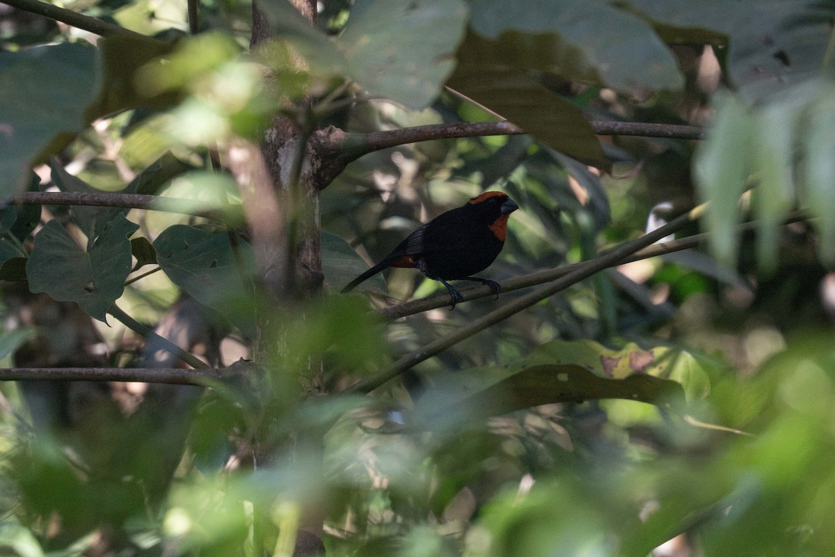 Puerto Rican Bullfinch - ML647536079