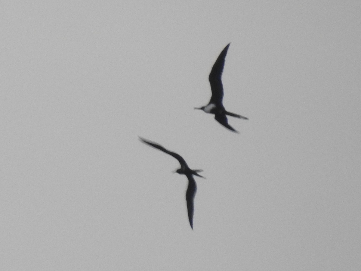 פריגט גדול - ML647536083