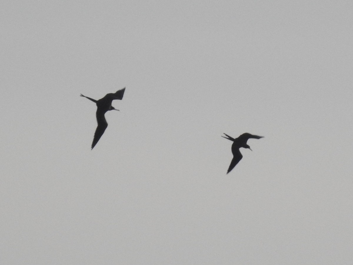 פריגט גדול - ML647536084