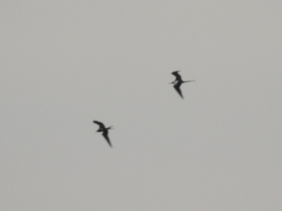 פריגט גדול - ML647536085