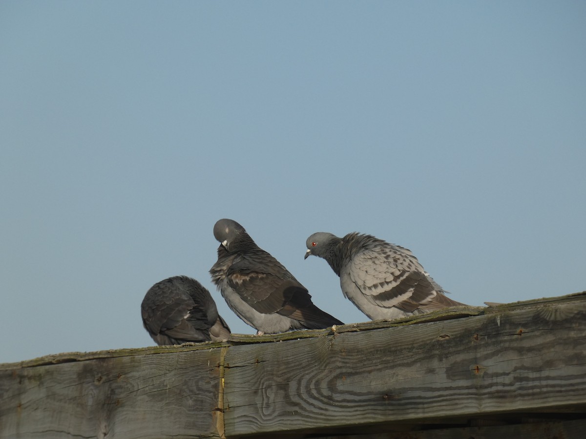 Rock Pigeon (Feral Pigeon) - ML647536104