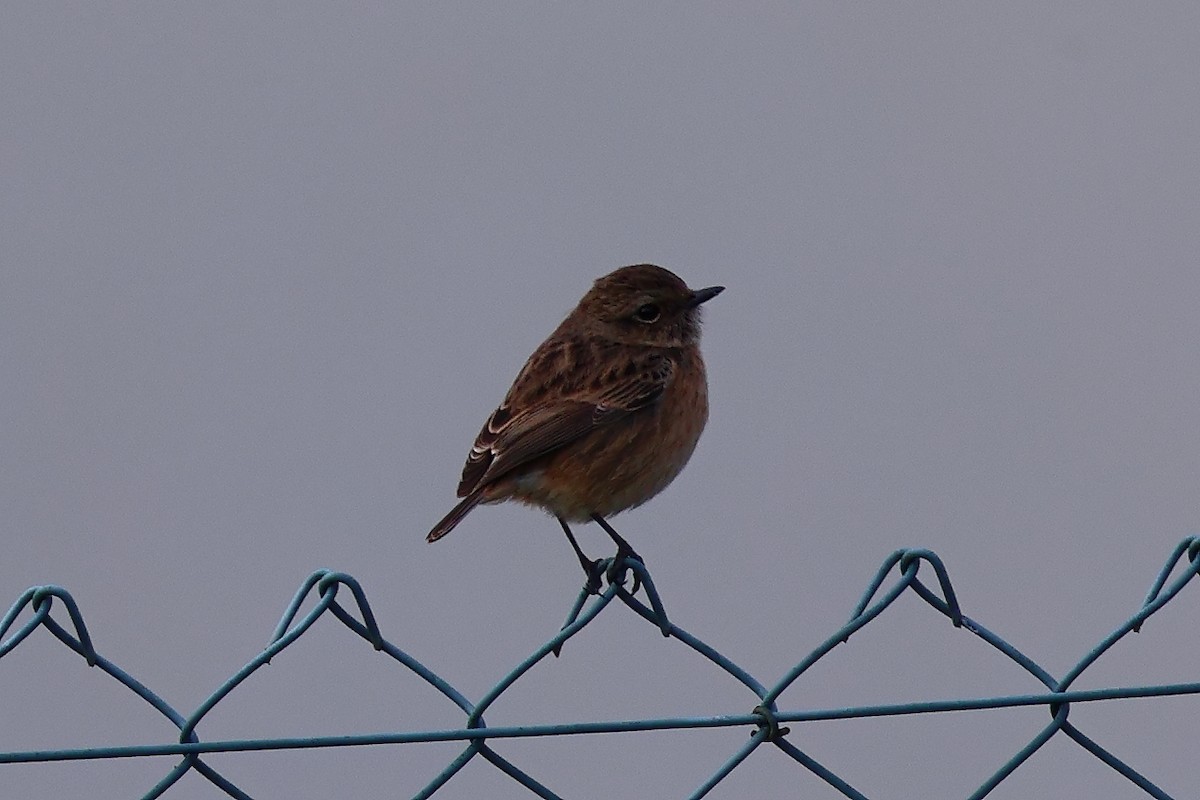 European Stonechat - ML647536111