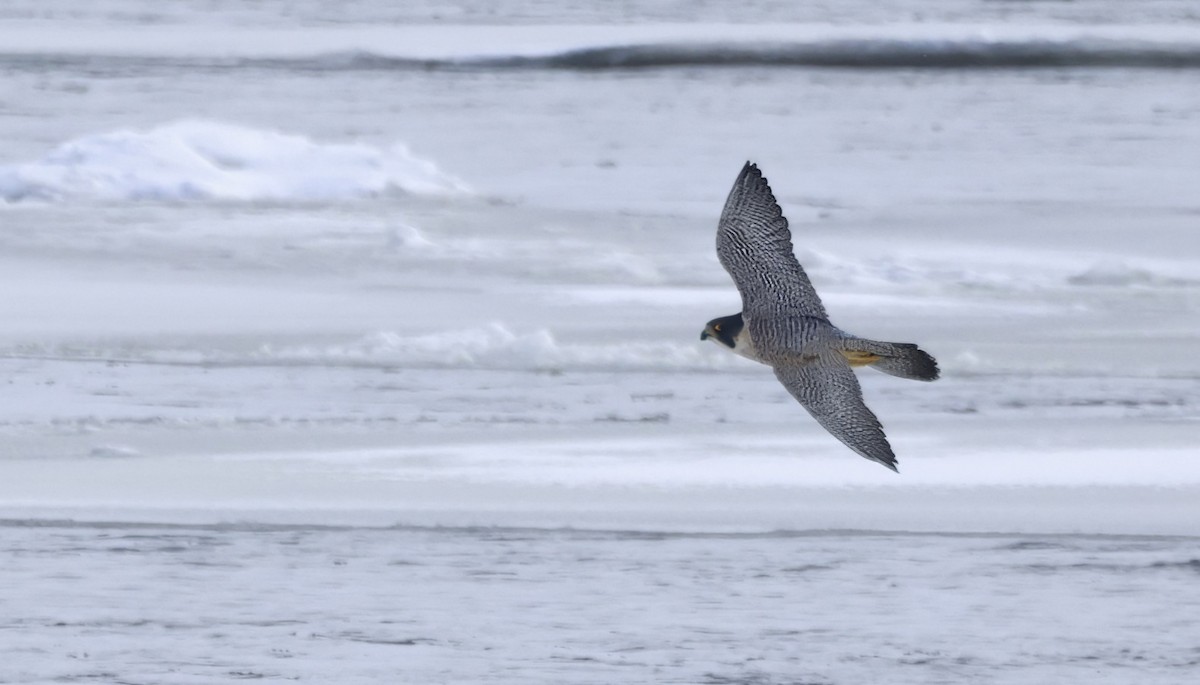 Peregrine Falcon - ML647536112