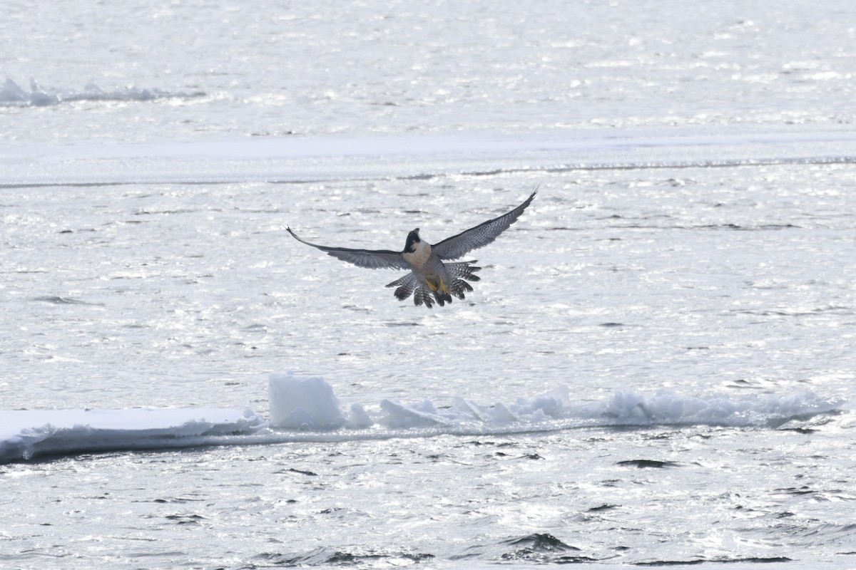 Peregrine Falcon - ML647536113