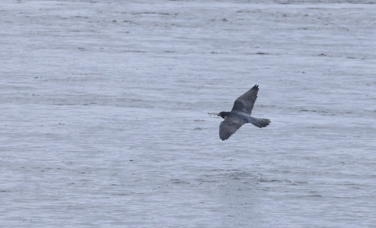 Peregrine Falcon - ML647536114