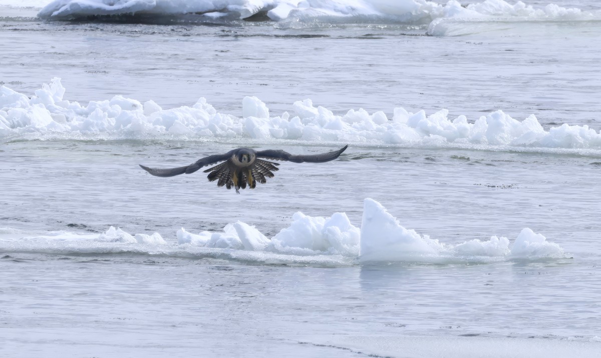 Peregrine Falcon - ML647536117