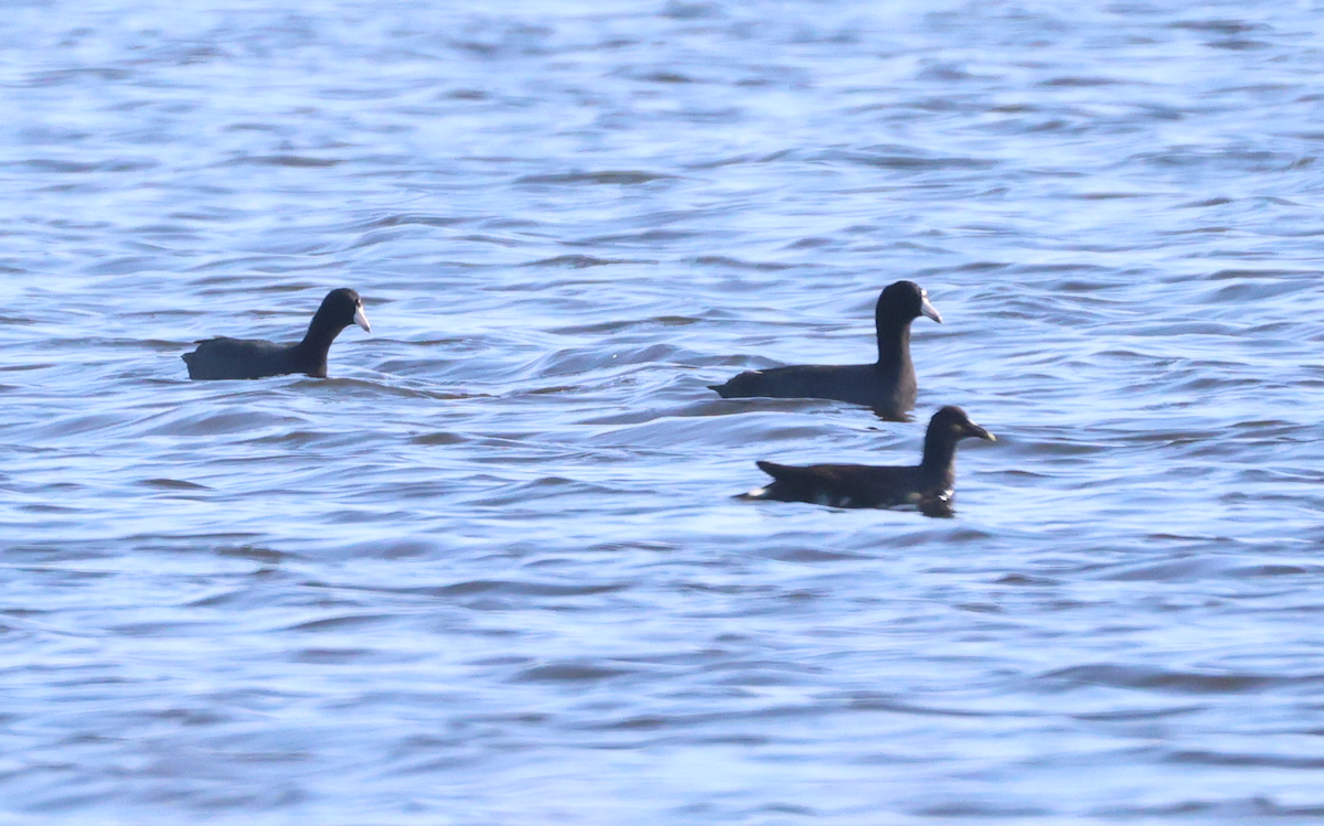 American Coot - ML647536118
