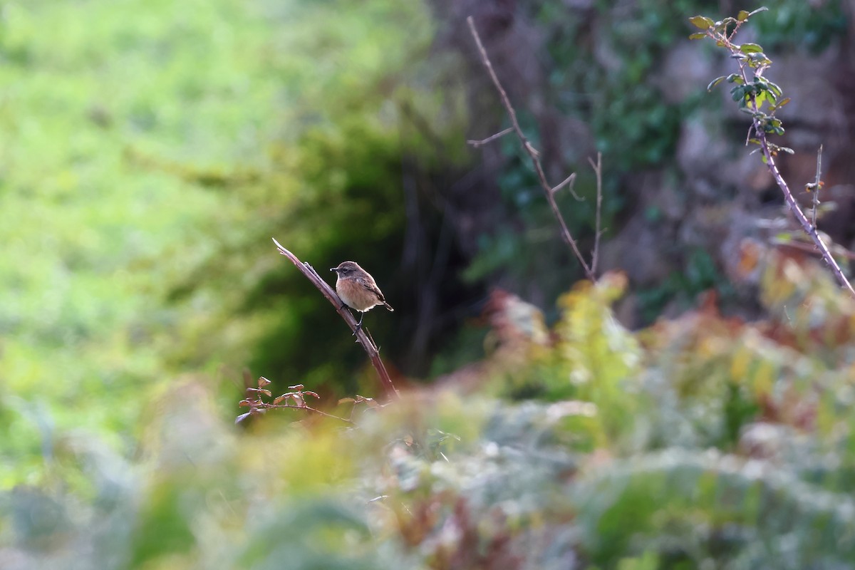 European Stonechat - ML647536120