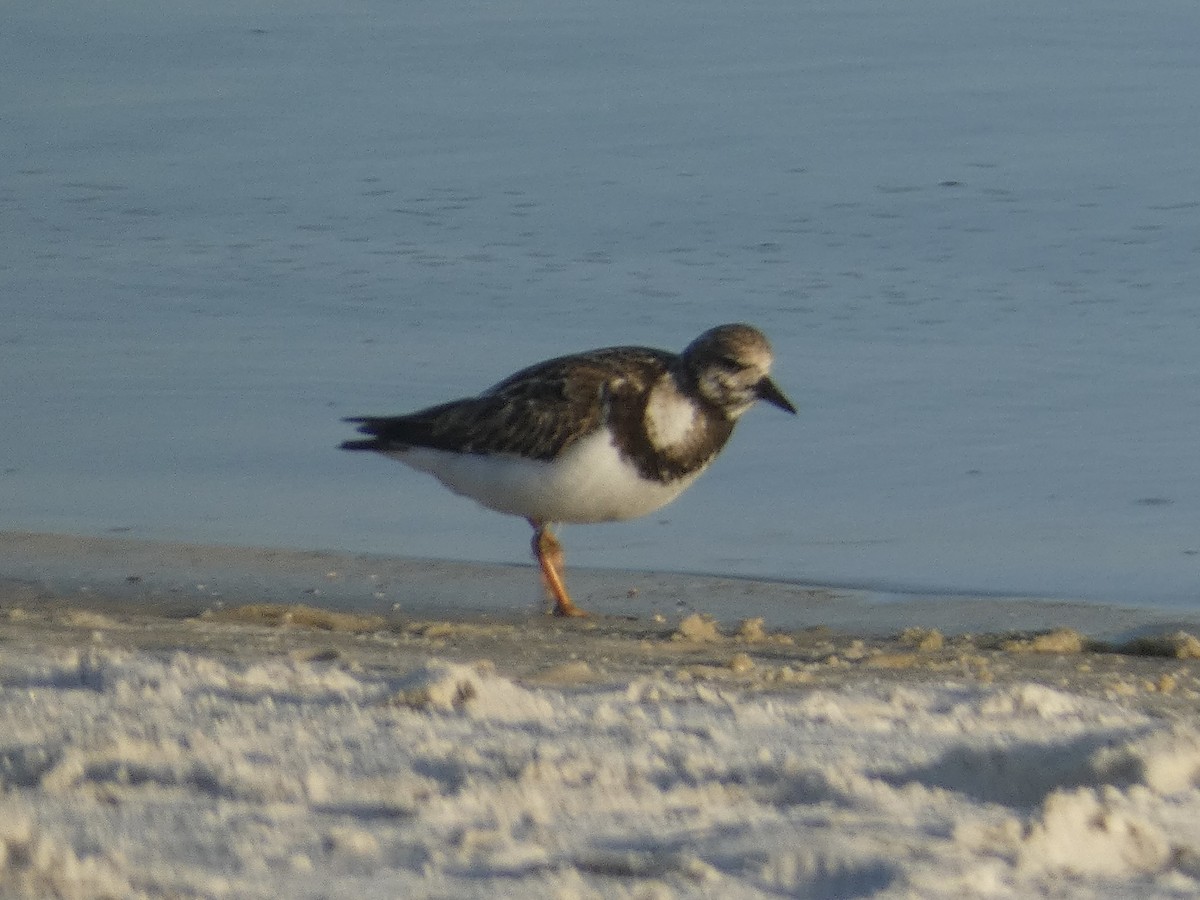 Ruddy Turnstone - ML647536121