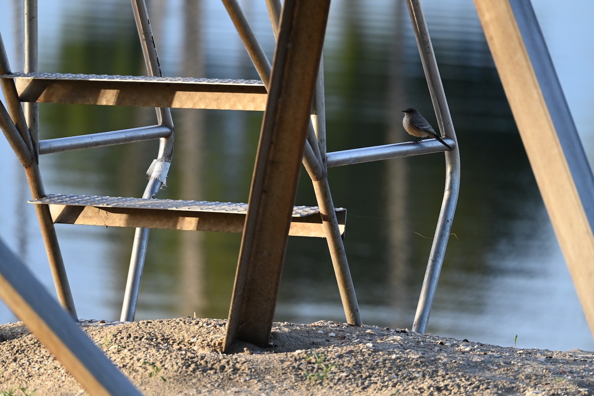 Say's Phoebe - ML647536124