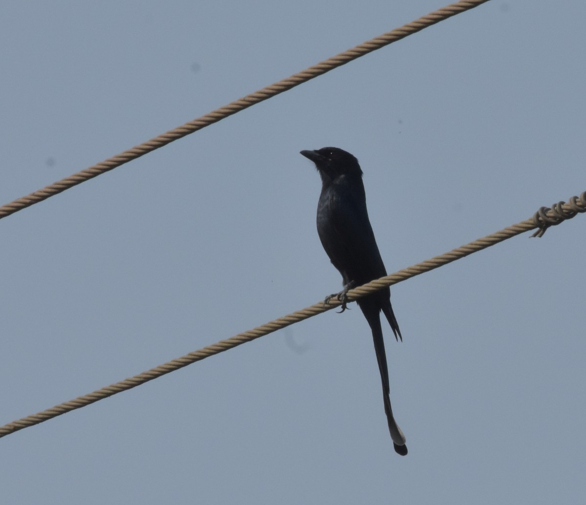 Black Drongo - ML647536125