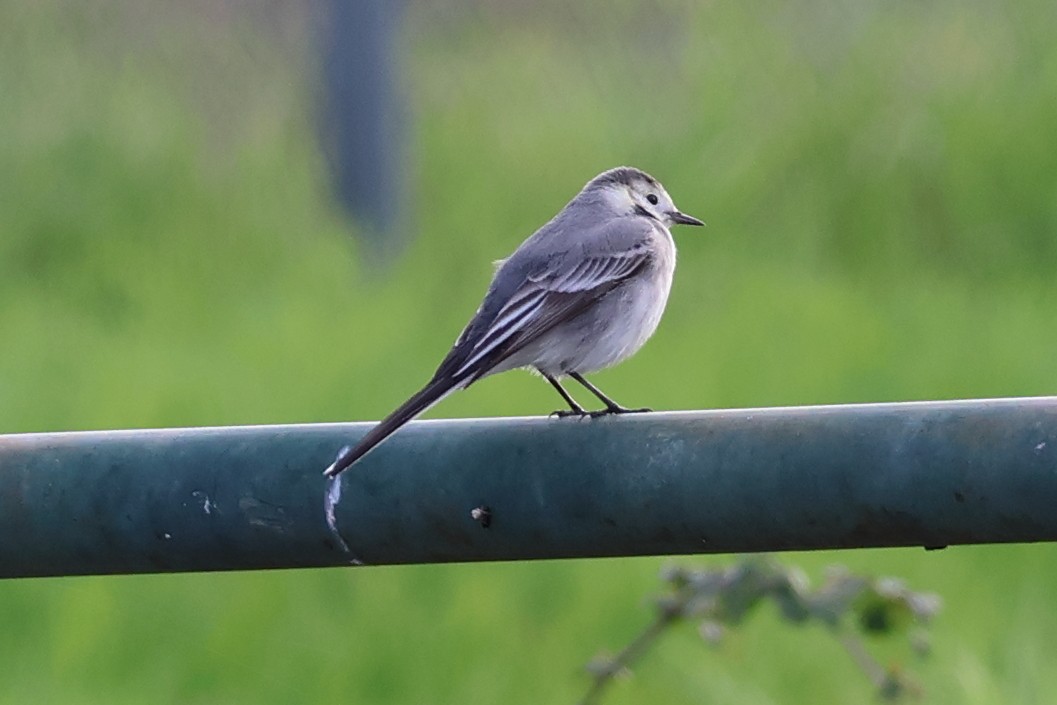 White Wagtail - ML647536126