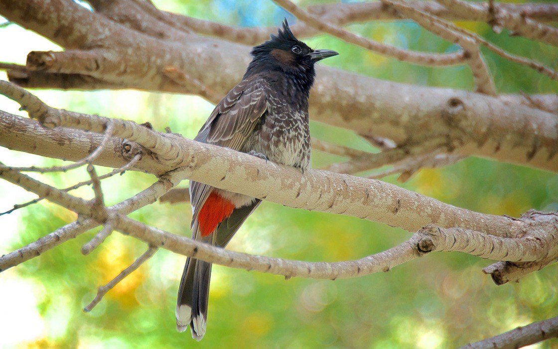 Black-fronted Bulbul - ML647536127