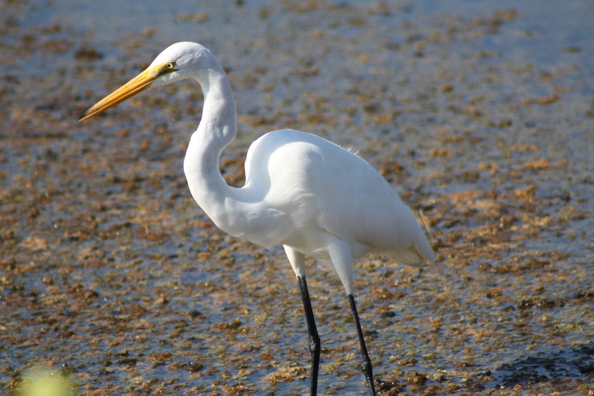 Great Egret - ML647536128