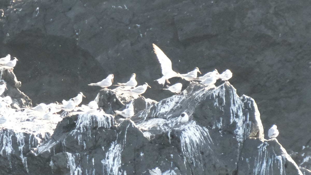 Common Tern - ML647536129