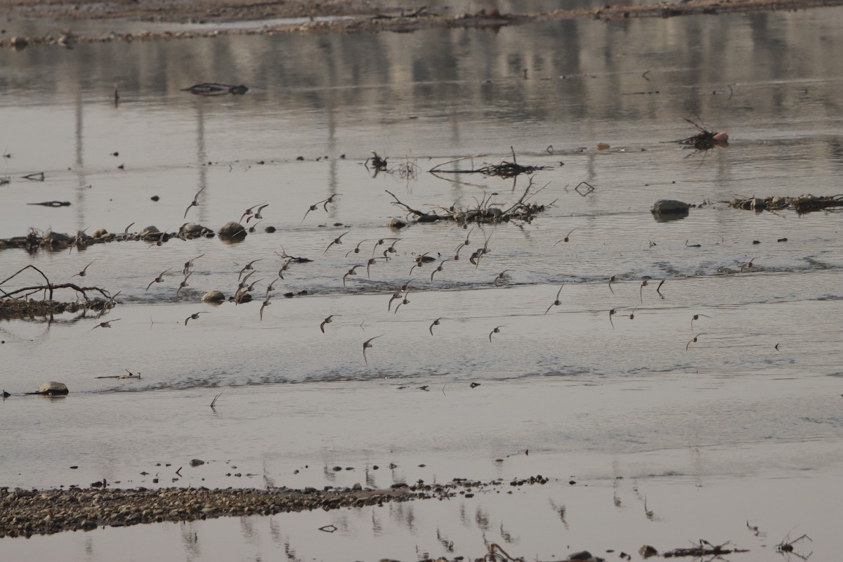 Least Sandpiper - ML647536132