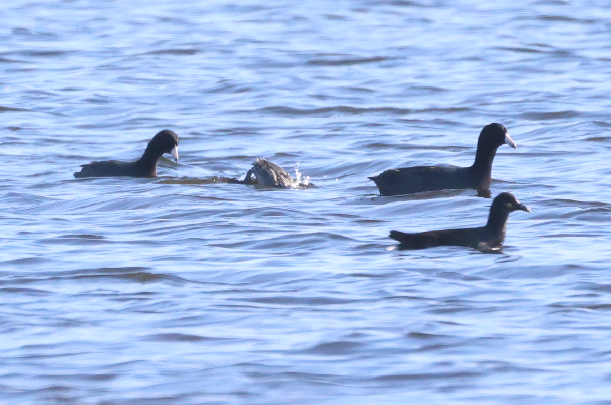 Grèbe à cou noir - ML647536133