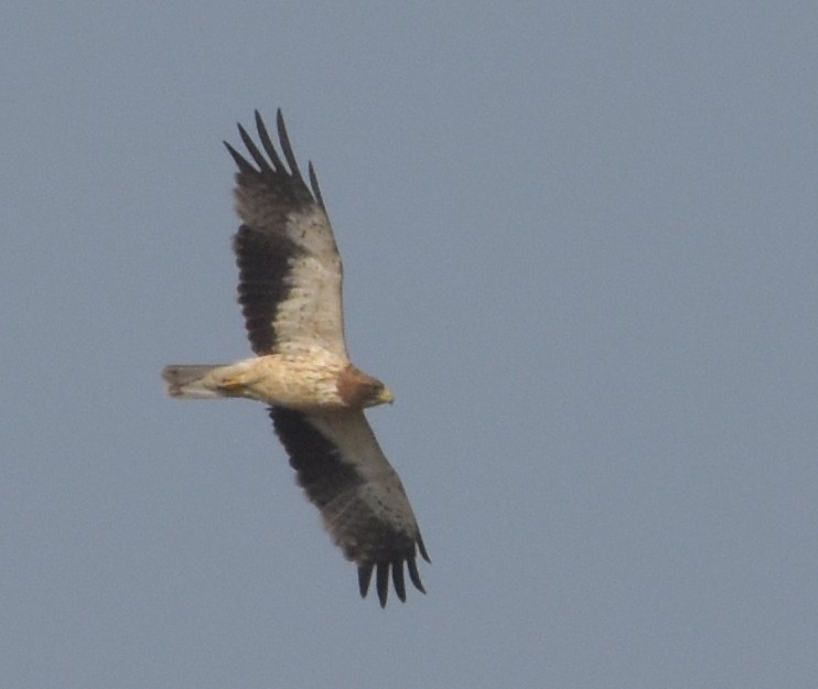 Booted Eagle - ML647536134