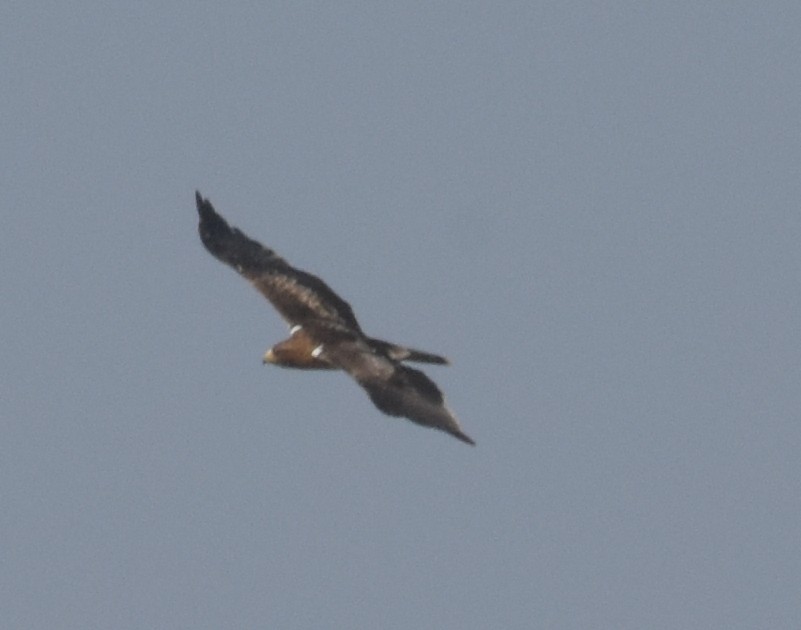 Booted Eagle - ML647536135