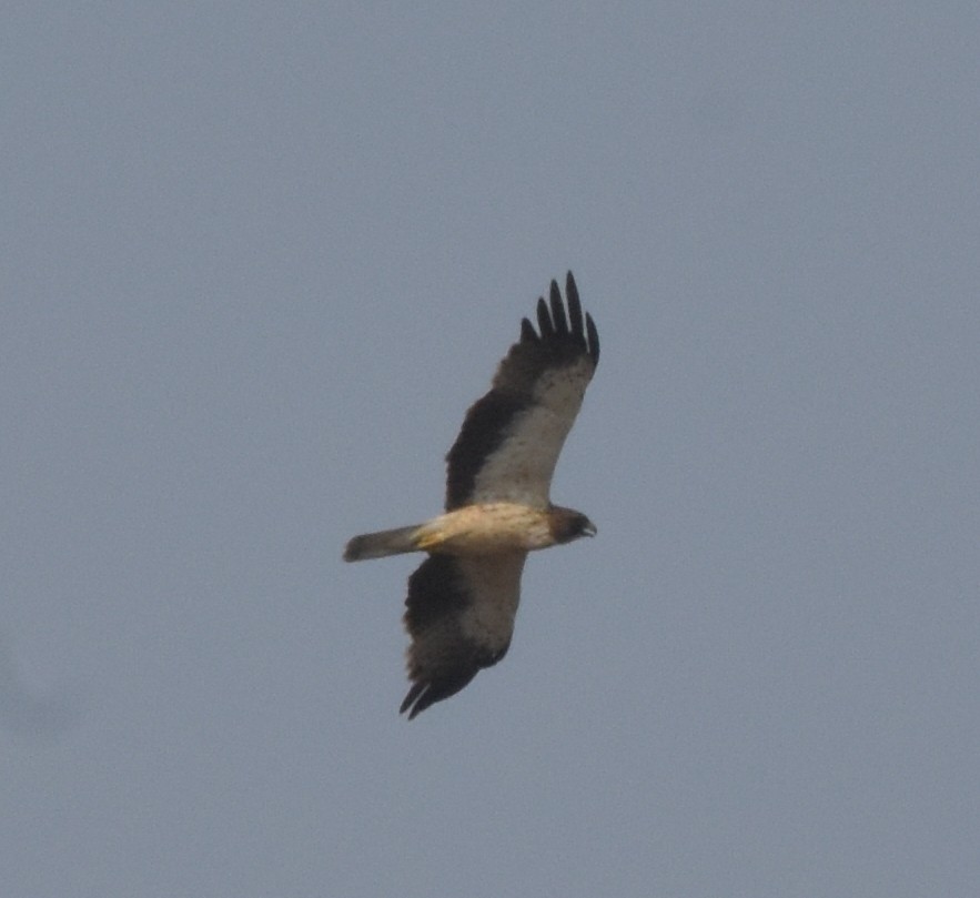 Booted Eagle - ML647536136