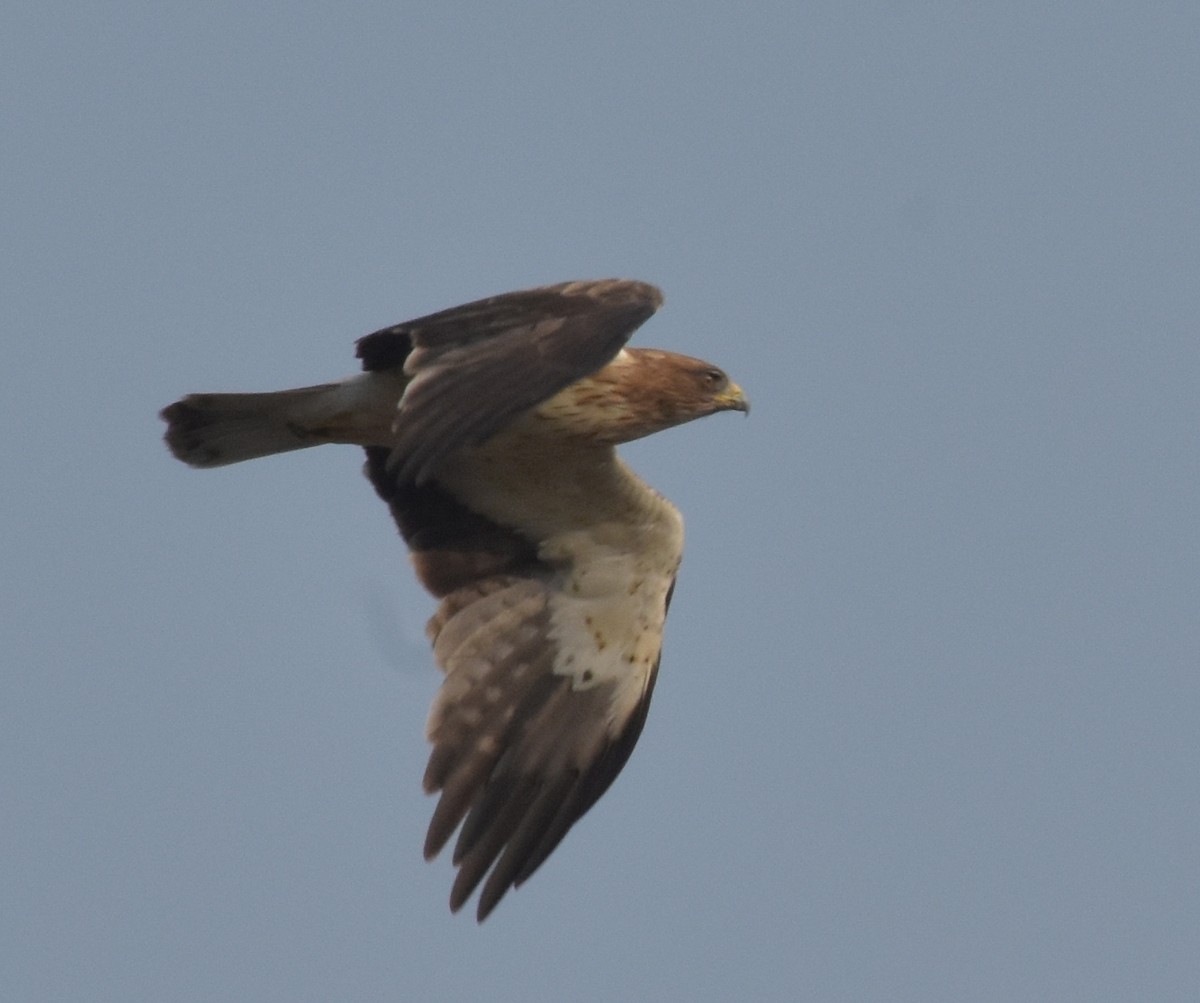 Booted Eagle - ML647536137