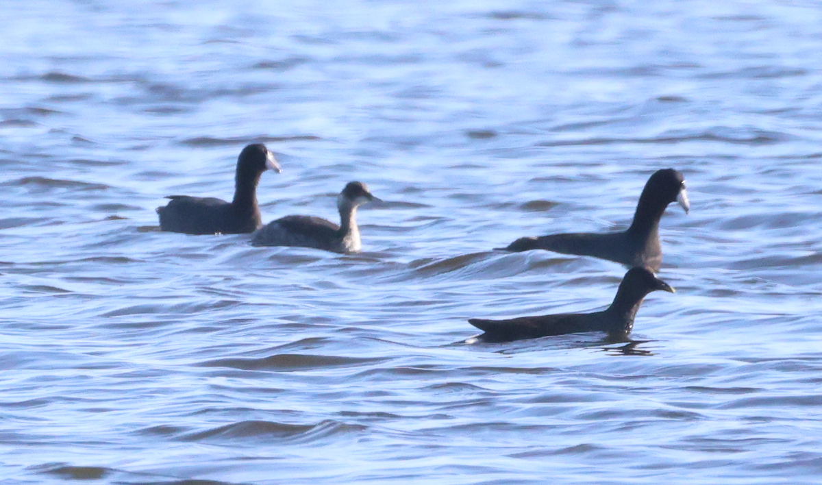 Grèbe à cou noir - ML647536139