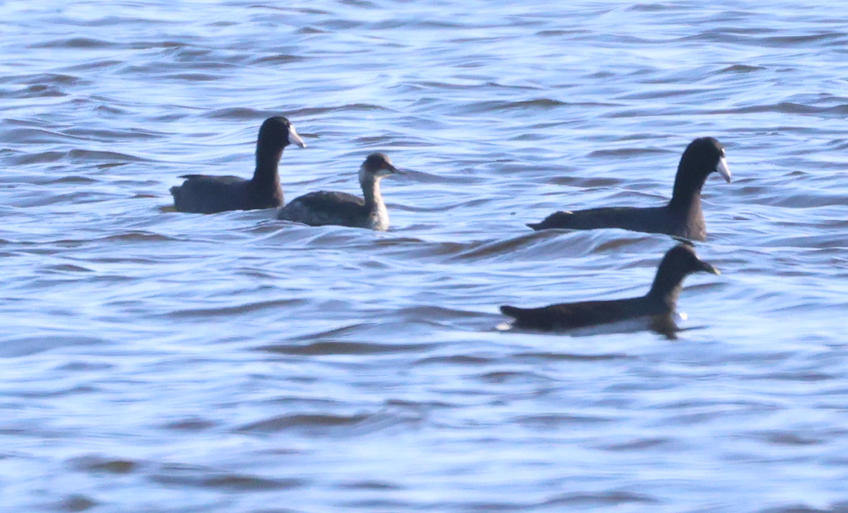 Eared Grebe - ML647536140